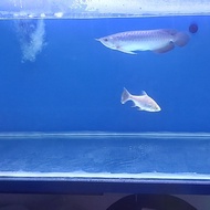 Ikan Arwana Super Red Ukuran 32cm