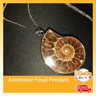 斑彩螺风水吊坠送项链 Ammonite Fossil Pendant with Necklace