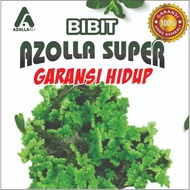 Azolla 100 gr Seeds with live guarantee