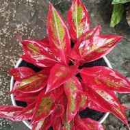 Aglonema Siam aurora/aglonema livtik merah murah