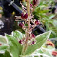 台灣原生蘭花Liparis formosana R. f. .寶島羊耳蘭(罕見~葉出美藝)整叢3株