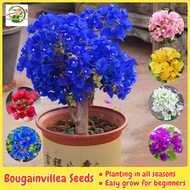 [Easy to grow in Malaysia] Bonsai Bougainvillea Seeds for Planting & Gardening (100pcs Mixed Color) 