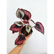 Ready Stock Begonia Rex Red