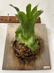 女王鹿角蕨 蕨類植物 上板植物