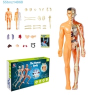 TMZ1 Human Body Model, Mannequin Anatomy Model Human Anatomy Model, Educational Toys Body Puzzle Org