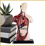Human Body Model for Kids Detachable STEM Learning Toys Kids Anatomy Toys Human Body Model for Boys 
