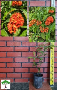 SJH - Ixora Orange / Bunga Jejarum Oren / 仙丹花 [Real Plant/Live Plant/Bunga Hidup]