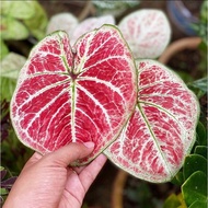 [ Special ] Keladi tembikai/ keladi hiasan viral / Keladi/ Caladium Zap 🍀 Super Daging 🍀 Pokok Keladi viral/ keladi thai