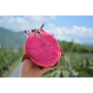 Fresh Dragon Fruits Red