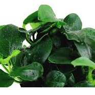 "Anubias barteri var. nana 'Petite' - Dwarf Aquatic Plant with Delicate Beauty - Easy Care and Versatile"