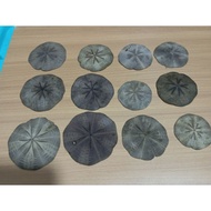 Dollar sand shell 1 pcs