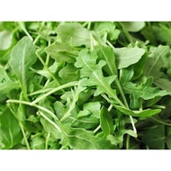 ✑ ◐ ✼ Arugula roquette wild rocket salad vegetable greens seeds