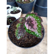 Begonia Rex