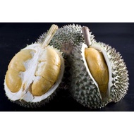 Durian duri hitam / pokok durian black thorn / pokok durian ochee