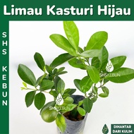 Pokok Limau Kasturi Pokok Limau Kasturi Batik Pokok Herba Pokok Outdoor Herbal Plant Pokok Hidup Liv