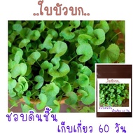 50 เมล็ด เมล็ด​พันธุ์​ ใบบัวบก(ผักหนอก)​