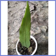 ✦ ✾ queen of the night cactus plant