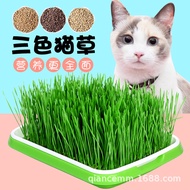Ready Stock Instant Sprout Seedling Seeds Cat Grass Seeds Hydroponic Soil Cultivation Wheat Grass Se