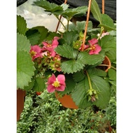 Anak Pokok Strawberry ID Tristan Tanah Rendah (Tahan Panas)