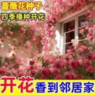 余記丶爬藤薔薇花種子 四季開花不斷陽臺庭院盆栽爬藤耐寒植物月季花種子