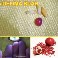 GELIGA DELIMA DARI BUAH DELIMA ASLI HIGH GRADE GERMSTONE