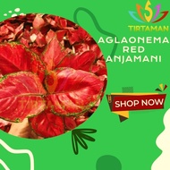 Aglonema Red Anjamani / Aglaonema Sp Anja Merah