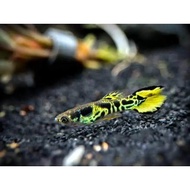 ikan guppy mini tiger yellow