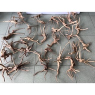 Root Wood (Aquarium / Decoration / Moss / Aquascape / Bucep / Aquatic Plant)