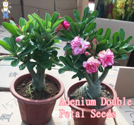 10pcs ลิปสติก lipstick ต้นชวนชม ดอกชั้นเดียว หลายสายพันธุ์ adenium desert rose plant