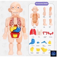 Human Body Model/Detachable Human Organs Anatomy Model/Science Toys