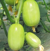 Cucumber fruit Jade female cucumber plant long cucumber seeds in spring and summer