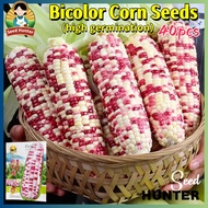 Fresh Sweet Glutinous Bi-color Corn Seeds for Planting (40 Seed) F1 Sugar Waxy Corn Seeds Condor See