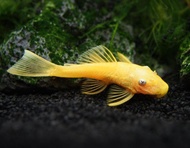 Albino Bristlenose Pleco Short Fin fish 2 piece