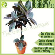 [LOCAL SELLER - Live Plant] Ficus Elastica Burgundy Rubber Tree Houseplant Indoor Plant Outdoor Plan