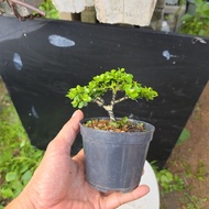 bonsai bebuas 壽娘子 sancang premna for beginner