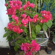 PPC Tanaman Bougenville rimbun/ Bougenville bunga tumpuk pink