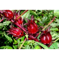 Pokok Roselle(Anak Pokok)