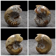 Natural Paleological Fossil Ammonite Fossil Moroccan Polished Ammonite Fossil Rough Stone Ornaments 