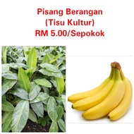 Benih pokok pisang berangan (Tisu Kultur)