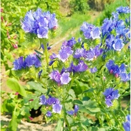 ♞Biji thistle biru kepala duri biru biji bunga thistle halaman benih bunga landskap biru laut bunga empat musim benih bu