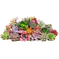 Xuan Linmei  Succulent plants pot Green Plants and Flowers Potted Succulent Combination Plant Bonsai Selected Succulent【