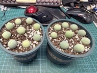 多肉植物鴿子蛋一盆九棵