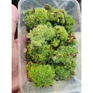 (PSM)Live Moss Cushion Moss - terrarium.