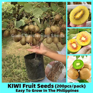 100% Fresh 200pcs Bonsai Kiwi Seeds for Planting Actinidia Fruit Seeds for Pots Dwarf Fruit Trees Pl