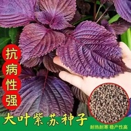 Ready Stock Fast Shipping Four Seasons Edible Perilla Seeds Perilla Seeds Perilla Seeds Coriander Se