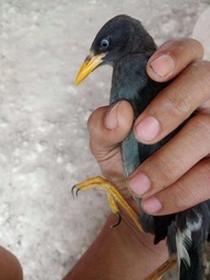 tali burung jalak suren jalak kebo jalak Bali