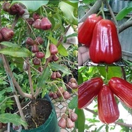 Anak Pokok Jambu madu Merah Siam 100% Hybrid