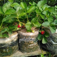 Bibit Strawberry
