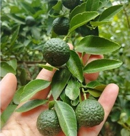 Bibit Tanaman Jeruk Limau