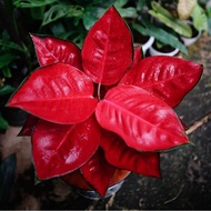 Aglaonema suksom / Aglonema suksom florist nursery / Aglonema